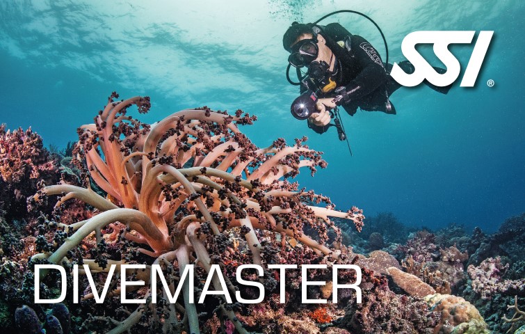 Dive Guide - Divemaster